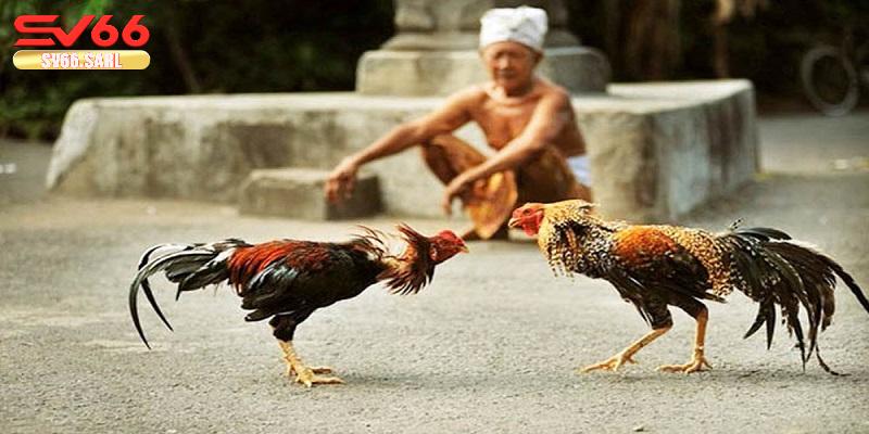 Cách tính điểm trong trận đấu đá gà