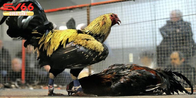 Thể lệ trận đấu đá gà tại nền tảng