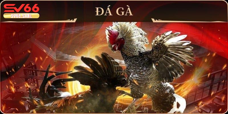 Tình huống đặc biệt trong đá gà SV66