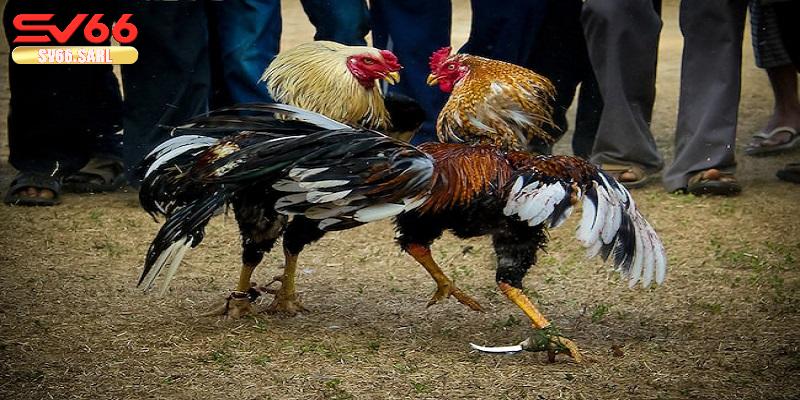 Tổng quan về luật chơi đá gà tại SV66