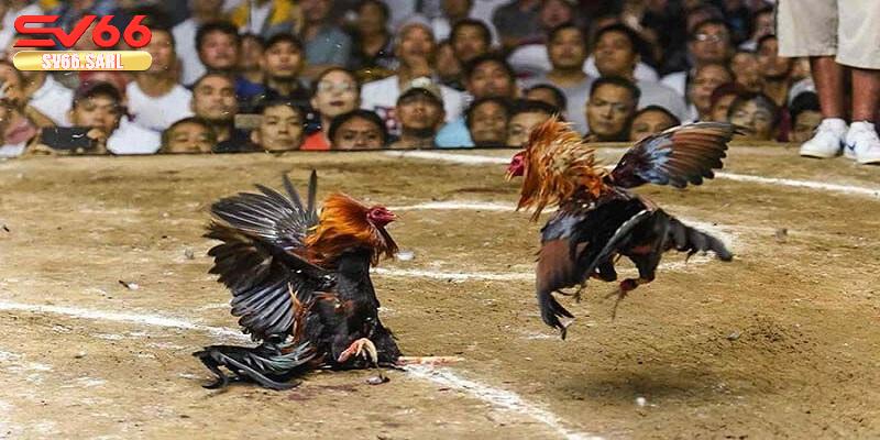 luật chơi đá gà