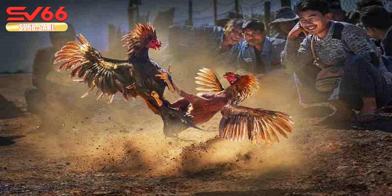 Các chiến lược nâng cao khi chơi đá gà tại SV66