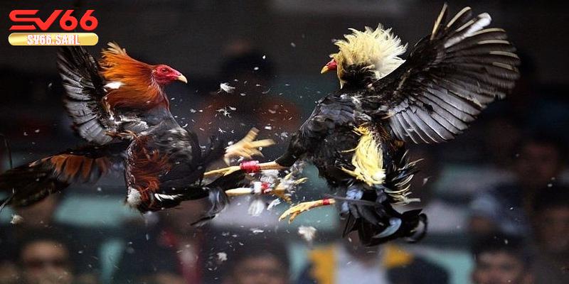 Các chiến lược soi kèo đá gà hiệu quả