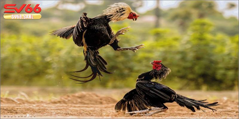 Lợi ích khi áp dụng phương pháp đá gà