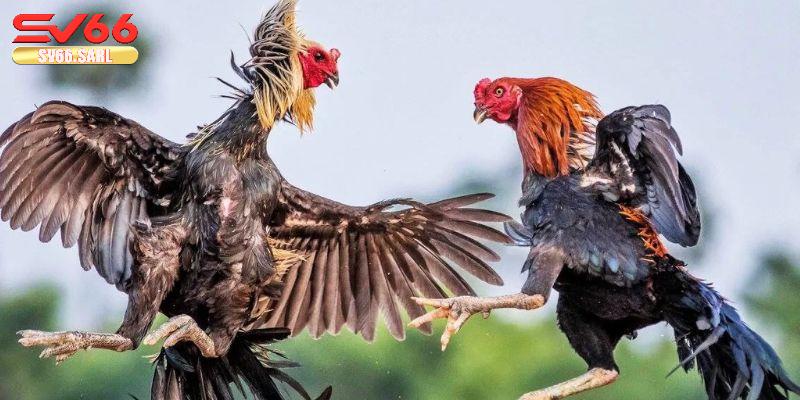 Lưu ý khi áp dụng phương pháp chơi đá gà