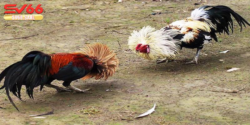 Tổng quan về phương pháp chơi đá gà bao thắng tại SV66