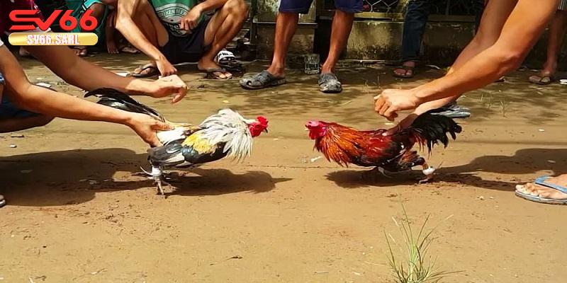 phương pháp chơi đá gà